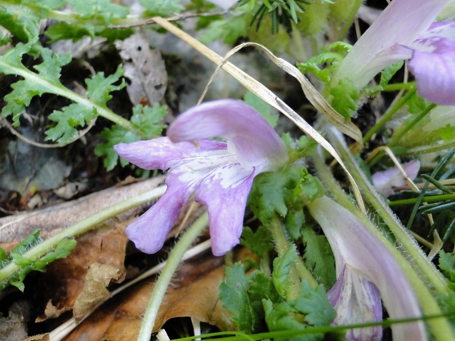 Pedicularis acaulis Scop. / Pedicolare primaticcia